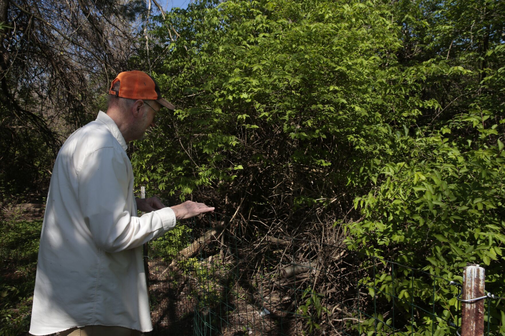 A 最新杏吧原创 County man has made it his life's work to get honeysuckle banned